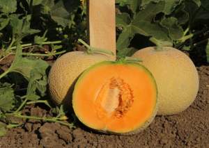 Дыня КS 7049 F1 100 семян. (Kitano) Дыня КS 7049 F1 100 семян. (Kitano)