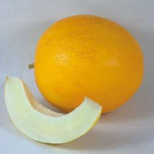 Дыня КS 7066 F1 100 семян. (Kitano) Дыня КS 7066 F1 100 семян. (Kitano)