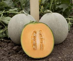 Дыня КS 7084 F1 100 семян. (Kitano) Дыня КS 7084 F1 100 семян. (Kitano)