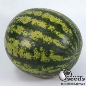 Арбуз KS 633 F1 100 семян. (Kitano) Арбуз KS 633 F1 100 семян. (Kitano)