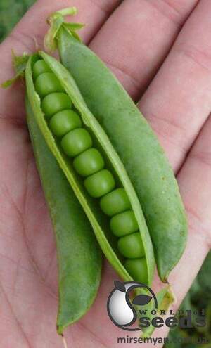 Горох Мегасайз 2500 семян. (Lark Seeds)