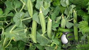 Горох Мегасайз 2500 семян. (Lark Seeds)