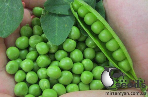 Горох Мегасайз 2500 семян. (Lark Seeds) Горох Мегасайз 2500 семян. (Lark Seeds)