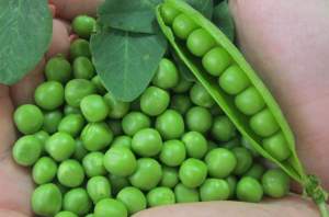 Горох Мегасайз 2500 семян. (Lark Seeds) Горох Мегасайз 2500 семян. (Lark Seeds)