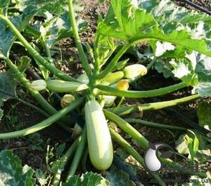 Кабачок Муфаса F1 500 семян. (Lark Seeds)