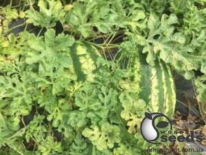 Арбуз Бютифул F1 1000 семян. (Lark Seeds) Арбуз Бютифул F1 1000 семян. (Lark Seeds)