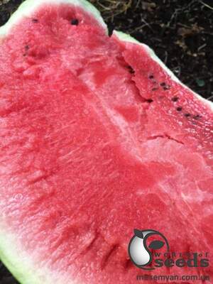 Арбуз Бютифул F1 1000 семян. (Lark Seeds) Арбуз Бютифул F1 1000 семян. (Lark Seeds)