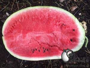 Арбуз Бютифул F1 1000 семян. (Lark Seeds) Арбуз Бютифул F1 1000 семян. (Lark Seeds)