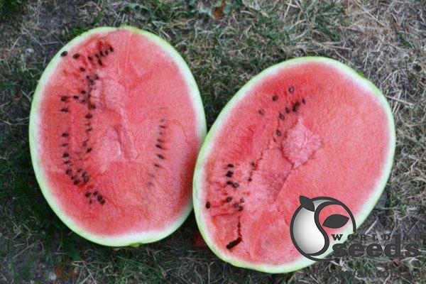 Арбуз Бютифул F1 1000 семян. (Lark Seeds) Арбуз Бютифул F1 1000 семян. (Lark Seeds)