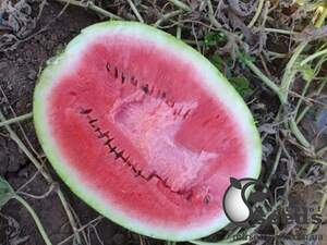 Арбуз Дата F1 1000 семян. (Lark Seeds)