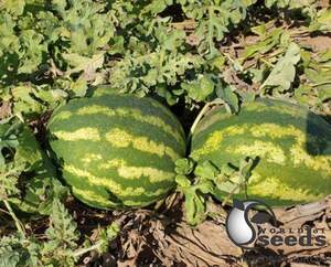 Арбуз Дата F1 1000 семян. (Lark Seeds)