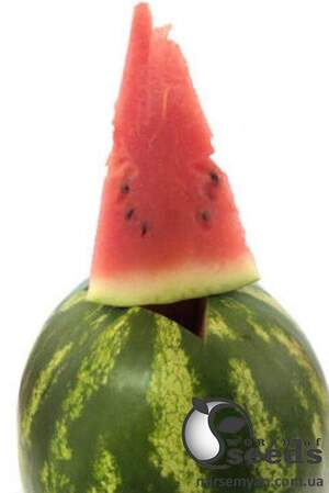 Арбуз Дата F1 1000 семян. (Lark Seeds)