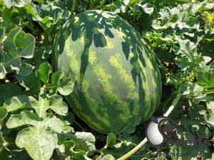Арбуз Оранж Лакшери F1 500 семян. (Lark Seeds)