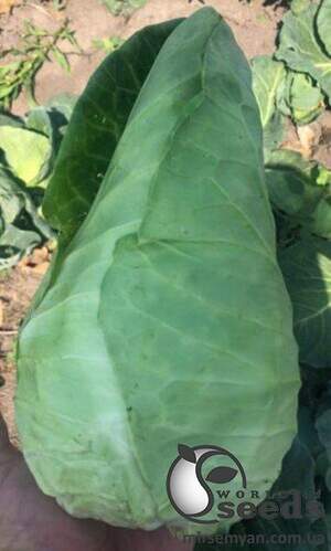 Капуста Агро F1 2 500 семян. (Lark Seesd)