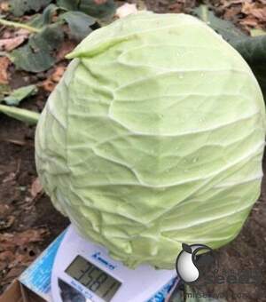 Капуста Алабама F1 2 500 семян. (Lark Seeds)