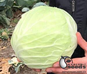 Капуста Алабама F1 2 500 семян. (Lark Seeds) Капуста Алабама F1 2 500 семян. (Lark Seeds)