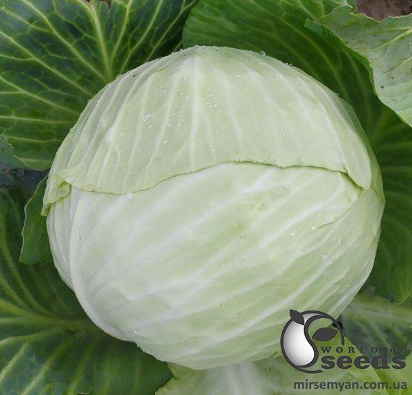 Капуста Алабама F1 2 500 семян. (Lark Seeds) Капуста Алабама F1 2 500 семян. (Lark Seeds)