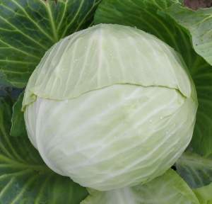 Капуста Алабама F1 2 500 семян. (Lark Seeds)