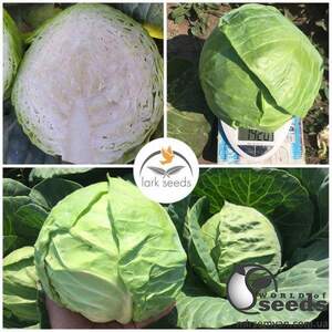 Капуста Канзас F1 2 500 семян. (Lark Seeds) Капуста Канзас F1 2 500 семян. (Lark Seeds)