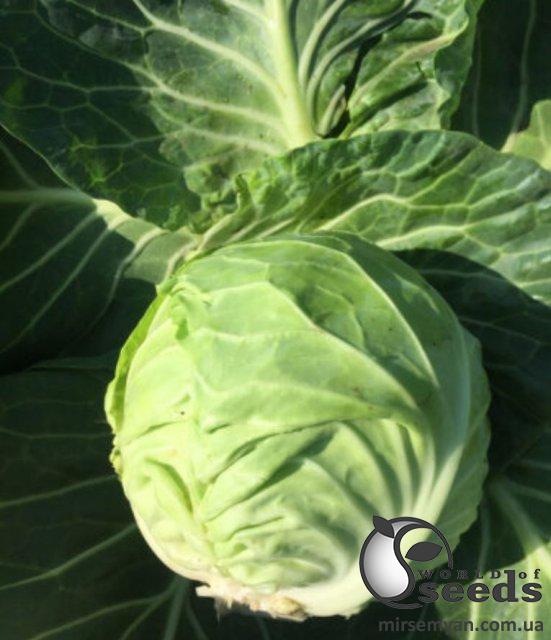 Капуста Канзас F1 2 500 семян. (Lark Seeds) Капуста Канзас F1 2 500 семян. (Lark Seeds)