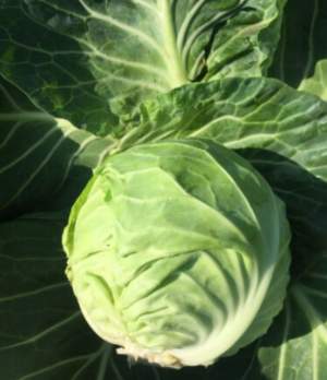 Капуста Канзас F1 2 500 семян. (Lark Seeds)