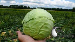 Капуста Посадена F1 2 500 семян. (Lark Seeds) Капуста Посадена F1 2 500 семян. (Lark Seeds)