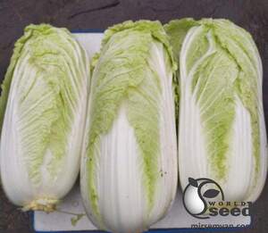 Капуста пекинская Индекс F1 10 000 семян. (Lark Seeds)