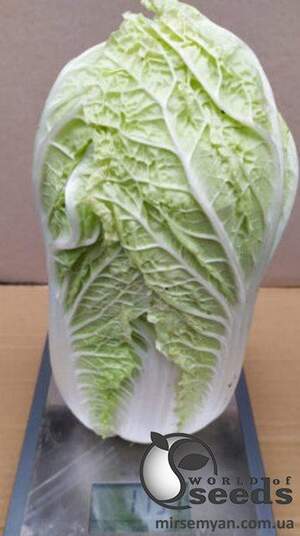 Капуста пекинская Индекс F1 10 000 семян. (Lark Seeds)