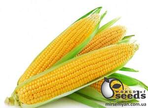 Кукуруза 1980 F1 25 000 семян. (Lark Seeds) Кукуруза 1980 F1 25 000 семян. (Lark Seeds)
