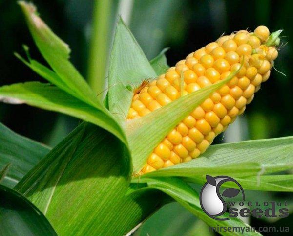 Кукуруза 1980 F1 2 500 семян. (Lark Seeds) Кукуруза 1980 F1 2 500 семян. (Lark Seeds)