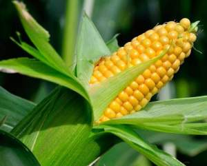 Кукуруза 1980 F1 2 500 семян. (Lark Seeds)