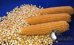 Кукуруза попкорн Эстрелла F1 25000 семян. (Lark Seesd)