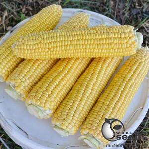 Кукуруза Страйк F1.   2 500 семян. (Lark Seeds)