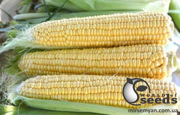 Кукуруза Страйк F1. 2 500 семян. (Lark Seeds) Кукуруза Страйк F1. 2 500 семян. (Lark Seeds)