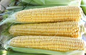 Кукуруза Страйк F1.   2 500 семян. (Lark Seeds)