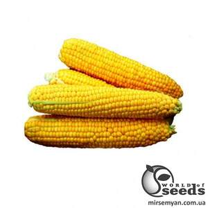 Кукуруза Форвард F1 25 000 семян. (Lark Seeds) Кукуруза Форвард F1 25 000 семян. (Lark Seeds)