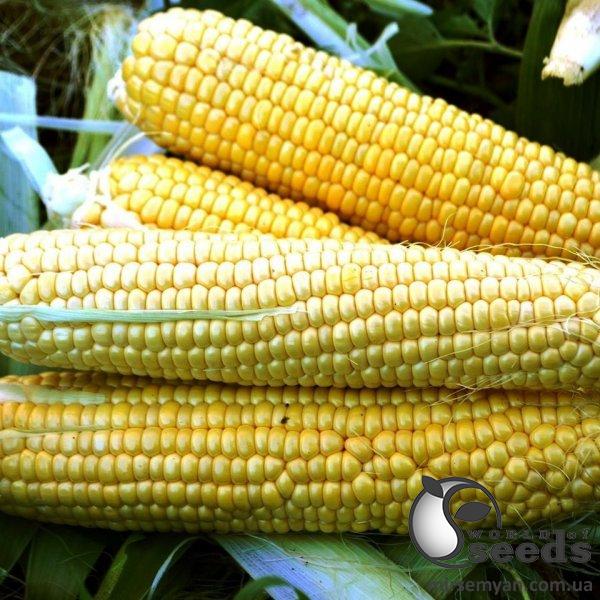 Кукуруза Форвард F1 25 000 семян. (Lark Seeds) Кукуруза Форвард F1 25 000 семян. (Lark Seeds)