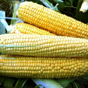 Кукуруза Форвард F1 25 000 семян. (Lark Seeds)