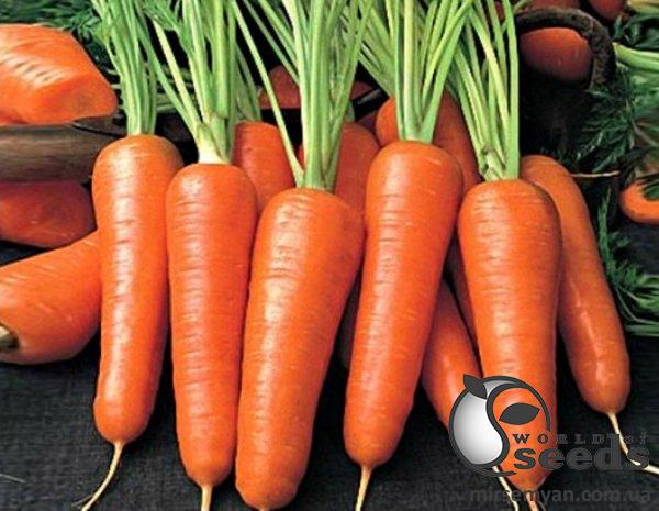 Морковь 1932 F1 (1,8-2,0) 25 000 семян. (Lark Seeds) Морковь 1932 F1 (1,8-2,0) 25 000 семян. (Lark Seeds)