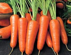 Морковь 1932 F1 (1,8-2,0) 25 000 сем. (Lark Seeds)