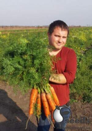 Морковь 1932 F1(1,8-2,0) 250 000 семян. (Lark Seeds) Морковь 1932 F1(1,8-2,0) 250 000 семян. (Lark Seeds)