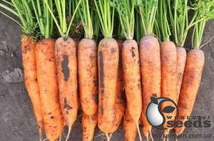 Морковь 1932 F1(1,8-2,0) 250 000 семян. (Lark Seeds) Морковь 1932 F1(1,8-2,0) 250 000 семян. (Lark Seeds)