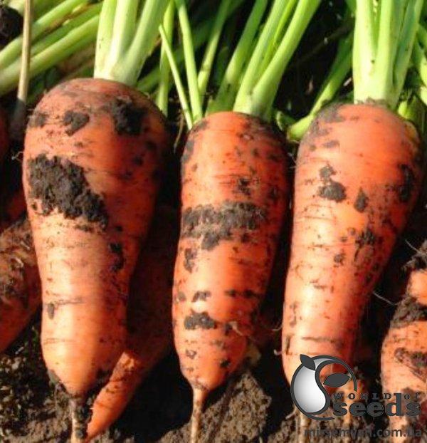 Морковь Йорк F1 (фракц. 1,6-- 1,8) 250 000 семян. (Lark Seesd) Морковь Йорк F1 (фракц. 1,6-- 1,8) 250 000 семян. (Lark Seesd)