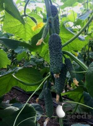 Огурец 14015 F1 1000 семян. (Lark Seeds)