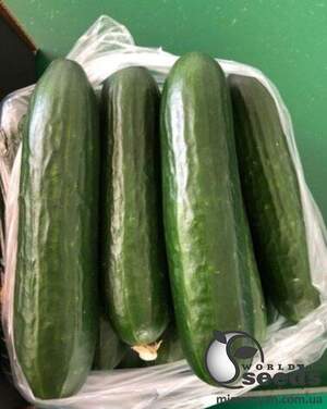 Огурец Пис F1 100 семян. (Lark Seeds) Огурец Пис F1 100 семян. (Lark Seeds)