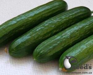 Огурец Пис F1 100 семян. (Lark Seeds)