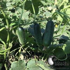 Огурец Убеда F1 1000 семян. (Lark Seeds)