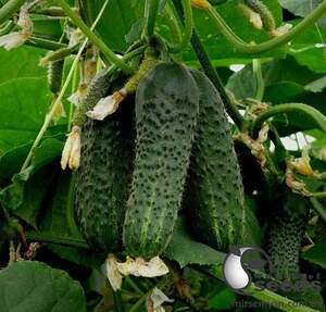 Огурец Убеда F1 1000 семян. (Lark Seeds)