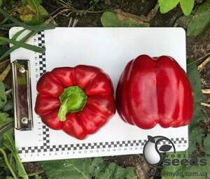 Перец Аида F1 500 семян. (Lark Seeds)