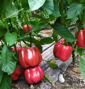 Перец Аида F1 500 семян. (Lark Seeds) Перец Аида F1 500 семян. (Lark Seeds)